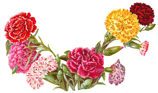 flower carnation botanical artwork old illustration digital