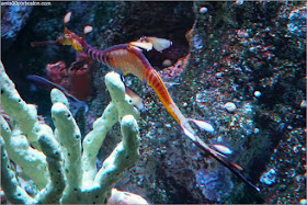 Dragón de Mar Común en el Acuario de Boston