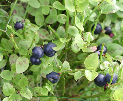 Bilberry, Blueberry / Vaccinium myrtillus