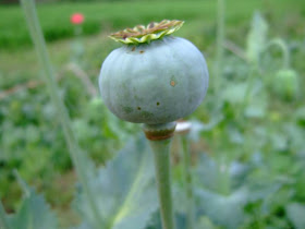 Opium Poppy Pod