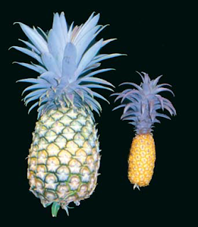 dos generos de piña, ananas comosus y ananassoides