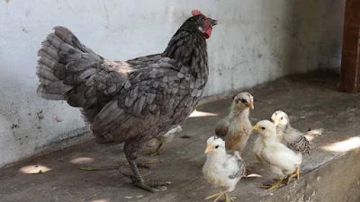 pilih induk ayam kampung berkualitas