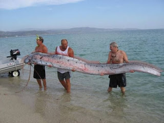 Mengenal Oarfish, Ikan yang Dianggap Pertanda Gempa