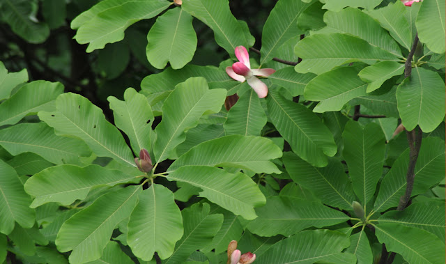 Magnolia officinalis मग्नोलिय