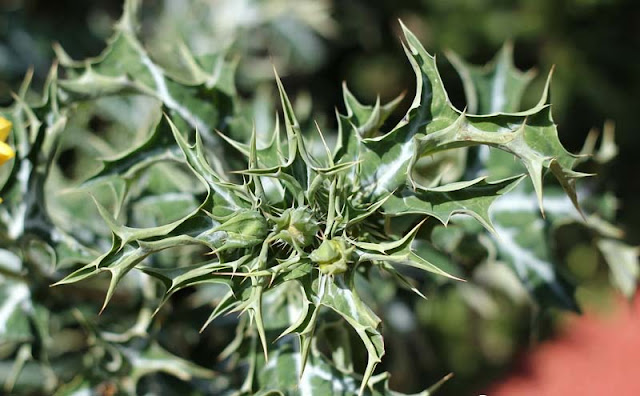 Argemone Mexicana Flowers Pictures