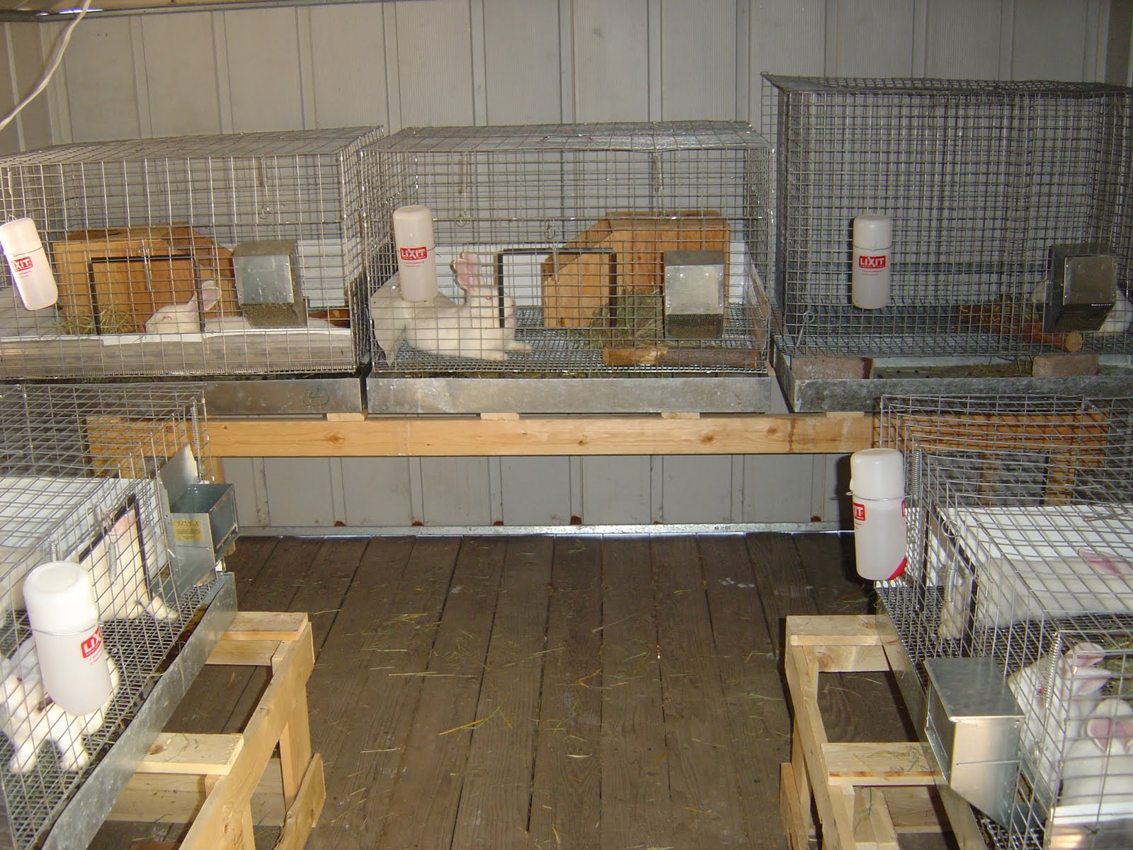 Meat Rabbit Cage Plans