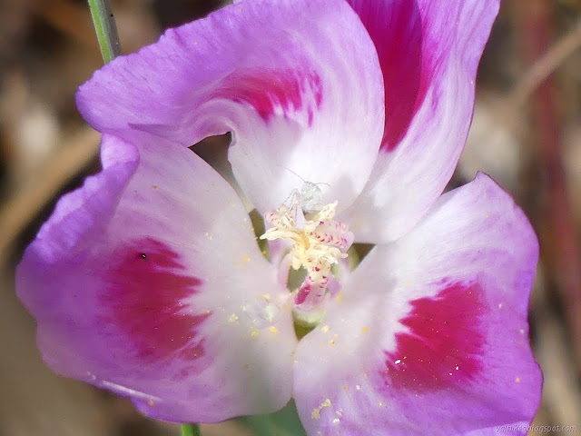 farewell-to-spring with an almost invisible insect