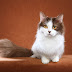 Mengenal Kucing Minuet, Kucing Munchkin dengan Bulu yang Panjang