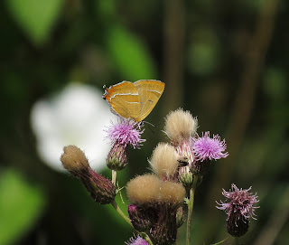 Brown Hairstreak