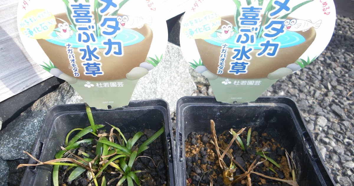 ナガバオモダカの育て方 植え替え 株分け In メダカのビオトープ メダカの大工