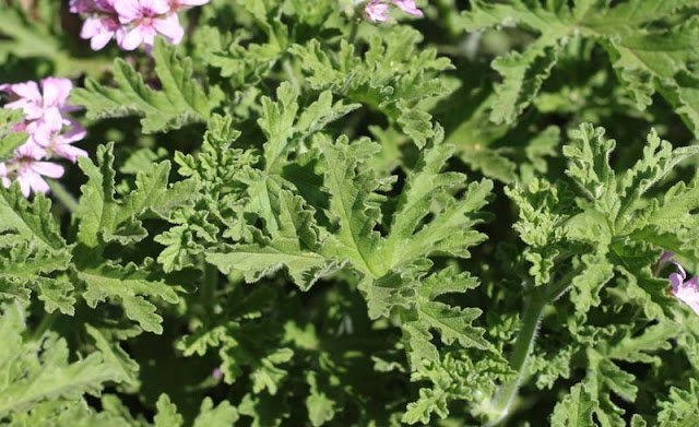 Pelargonium Graveolens Flowers Pictures