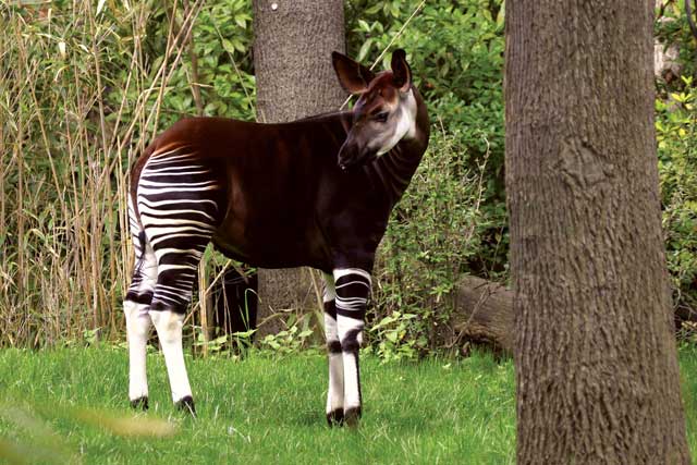 Okapi, Dahulu Dianggap Sebagai Kuda Mistis Afrika