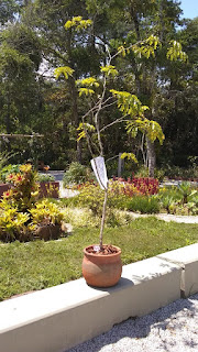 Em comemoração ao Dia da Árvore, Horto Municipal ganha primeiro exemplar de pau-brasil