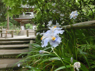  浄智寺のシャガ