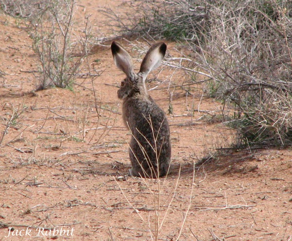 05-Jack Rabbit.jpg 05 Jack Rabbit