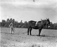 mule plowing