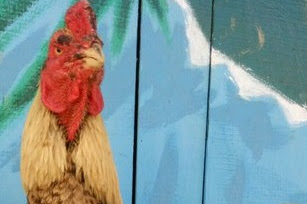 JENIS AYAM SILANGAN, Keungulan dan kekurangan ayam jenis pamagon