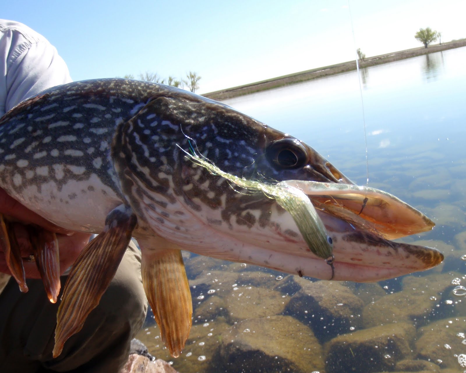 Colorado Fly Fishing Reports: Fly Fishing for Pike in Colorado (a
