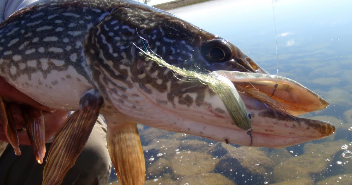 Colorado Fly Fishing Reports: Fly Fishing for Pike in Colorado (a