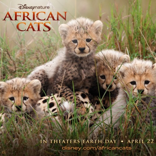 2011 African Cats