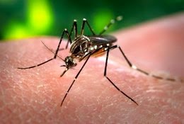 http://mightyeco.blogspot.com/2014/05/mosquito-mosquitoes-deadliest-animal-mosquito.html