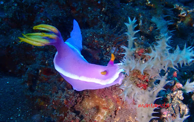 Hypselodoris apolegma