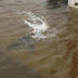 Video:Ο άνθρωπος που παρίστανε τον καρχαρία στα νερά του τυφώνα Sandy! 