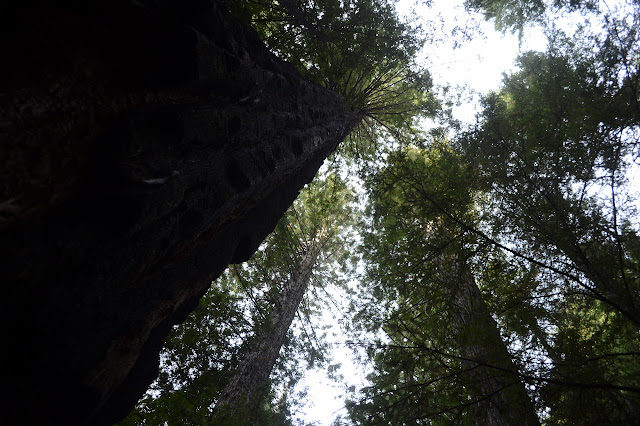 looking up along quite a large tree