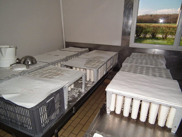 Sainte Maure de Touraine goats cheeses draining in their moulds. France. Photo by Loire Valley Time Travel.