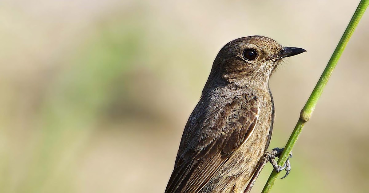 Ciri-Ciri Burung Tledekan Kembang / Decu