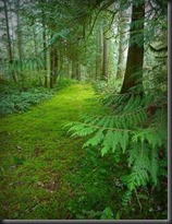 Mossy Trail