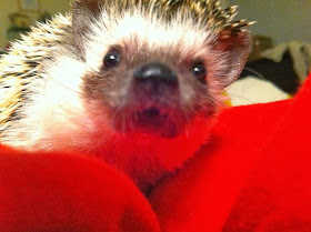 Funny animals of the week - 28 February 2014 (40 pics), close up hedgehog