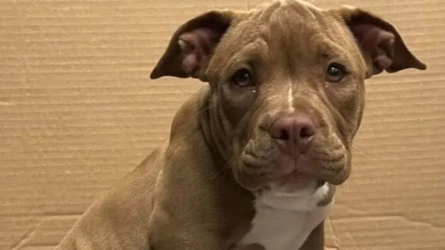 Ducky's Journey: From Neglect to Finding Love in Her Forever Home
