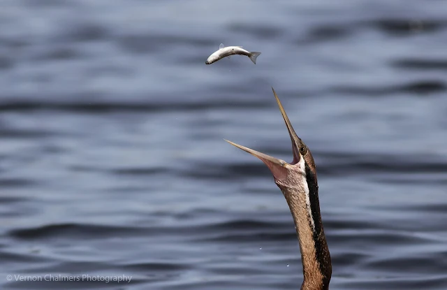 African darter fishing in the Diep River, Woodbridge Island, Cape Town Image 2 Copyright Vernon Chalmers Photography