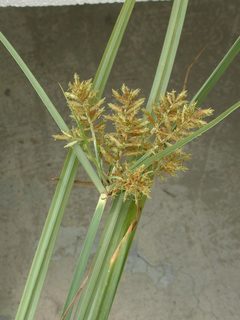 Jenis-jenis Cyperus