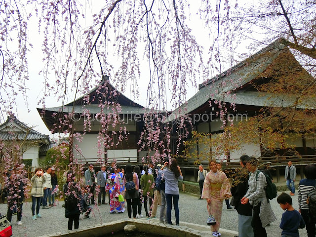 Japan cherry blossoms