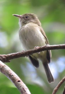 Snethlage's Tody-Tyrant