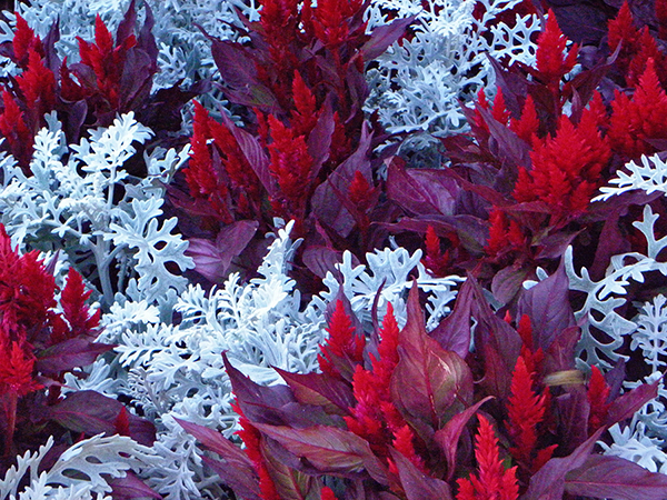 silver wormwood and deep red tufty plants