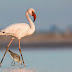 Lesser Flamingo with Asian Dowitcher