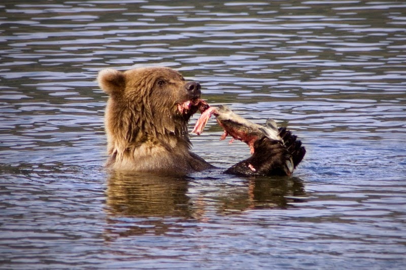 brooks-falls-bears-9