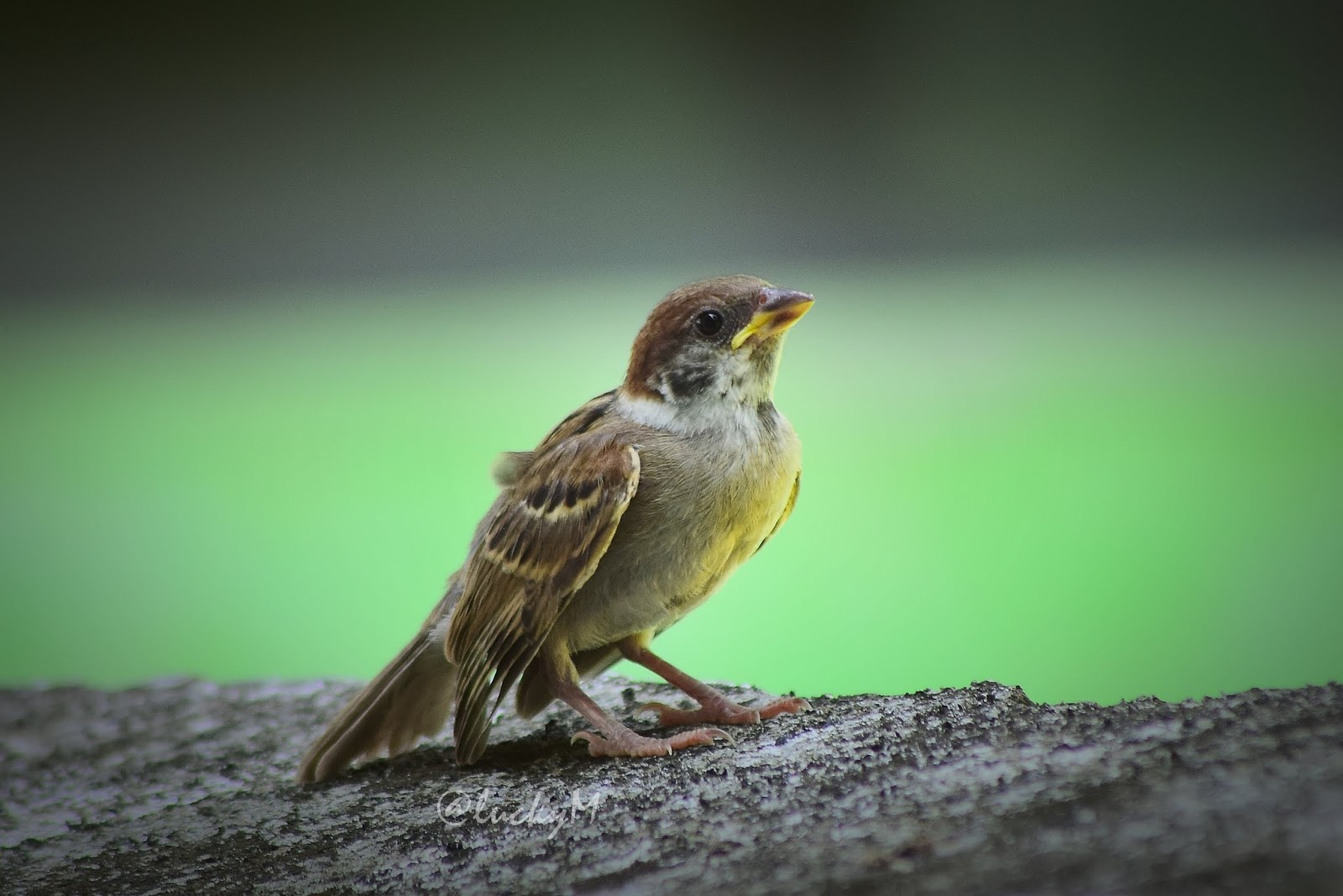 Jenis Burung Di Sawah : Klasifikasi Nama Latin Dan Deskripsi Burung Blekok Sawah Ardeola Speciosa Generasi Biologi / Beli burung sawah online terdekat di jawa barat berkualitas dengan harga murah terbaru 2021.