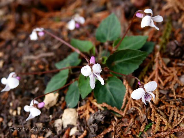 Viola sieboldii