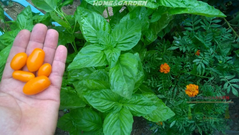 Basil is a favorable aromatic plant to grow near tomatoes and purportedly increases not only the vigor of the tomatoes, but their flavor as well.