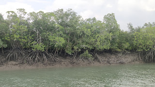 sundarban tour package rates