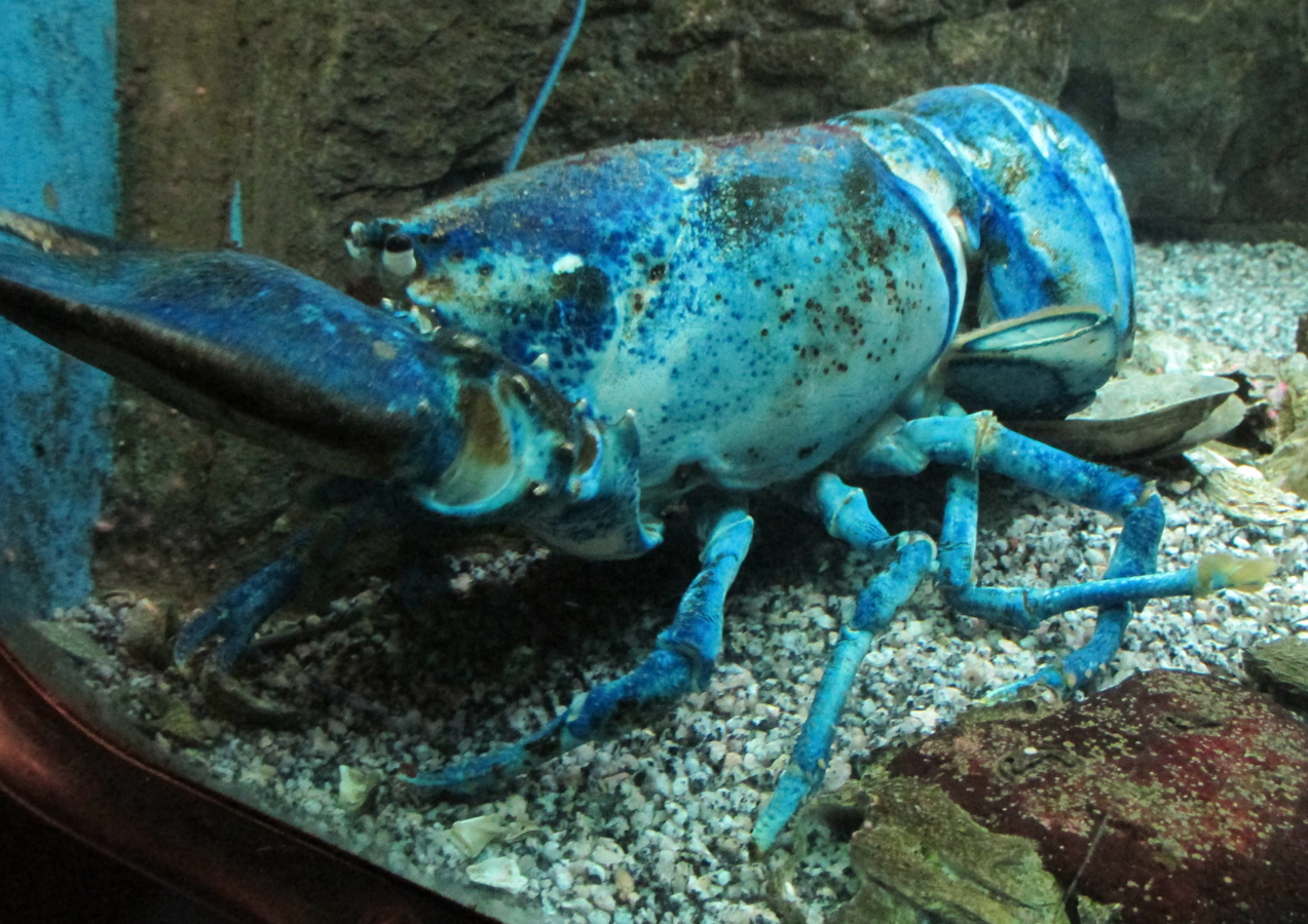 And this blue lobster is said to be one in a million.
