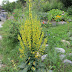 Mullein ~ Useful for All Ages