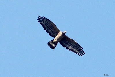 "Oriental Honey-buzzard - Pernis ptilorhynchus, resident gracing the Abu sky."
