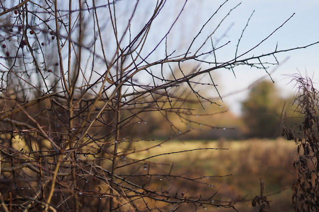 Photographs of weeds in December