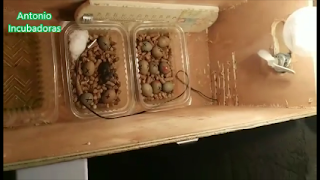 Incubación de huevos de codorniz china en incubadora casera de madera con bombillas