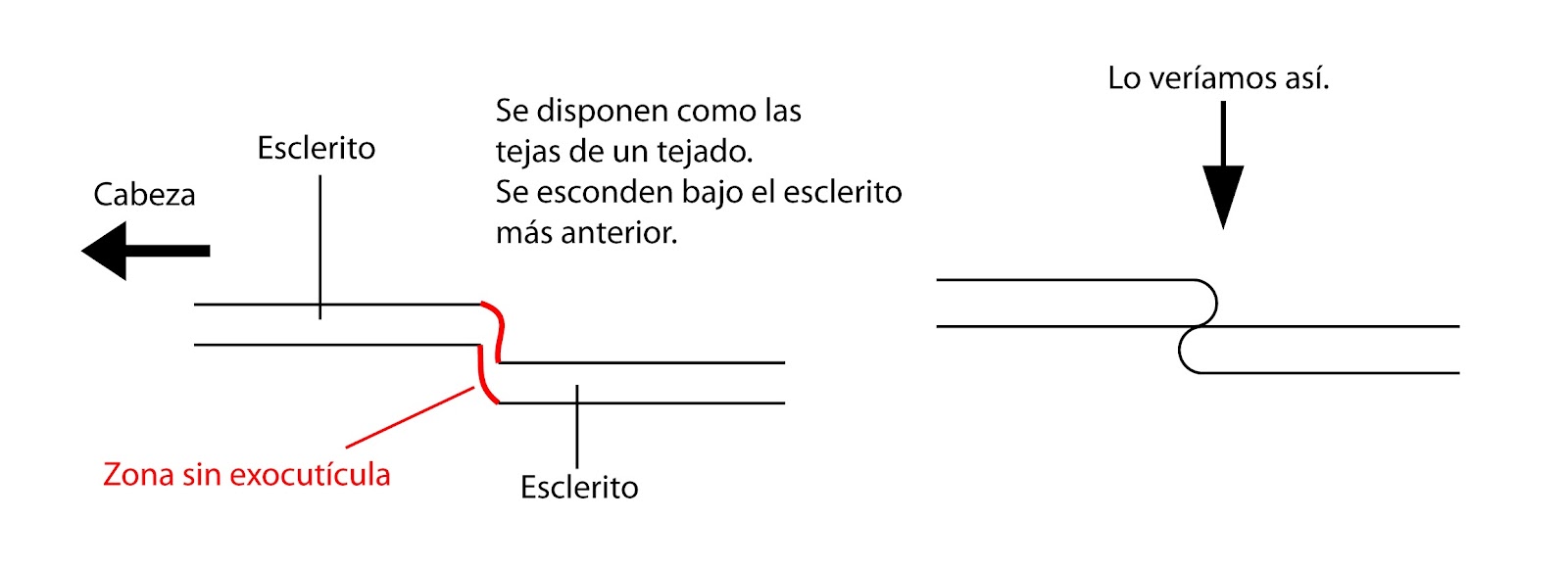 Resultado de imagen de escleritos artropodos